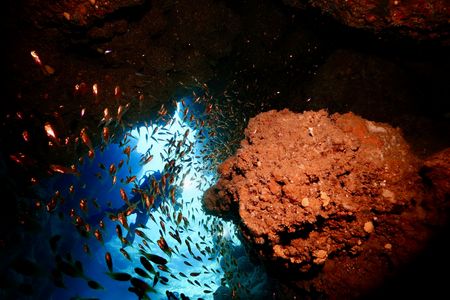 石垣 屋良部アーチのキンメモドキ