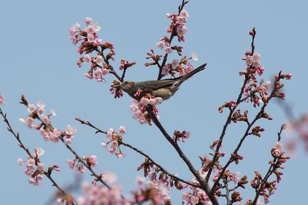 春・桜・鳥
