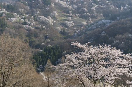 里山桜仙峡の春