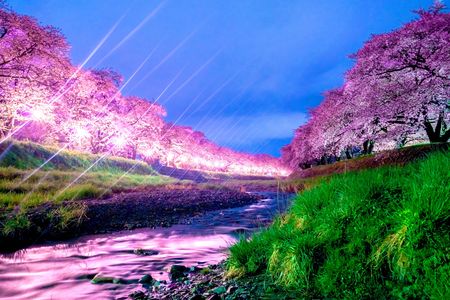 横河川の夜桜