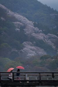 雨の嵐山