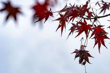 晩秋の紅葉