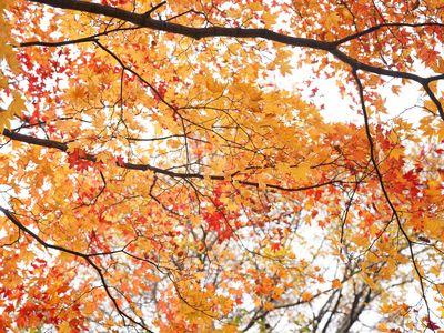 湖畔散策（中禅寺湖）