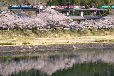 上野原の桜並木