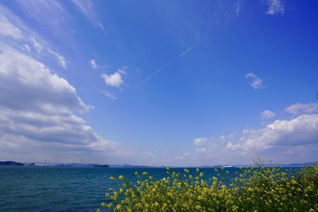 瀬戸大橋と菜の花、飛行機雲