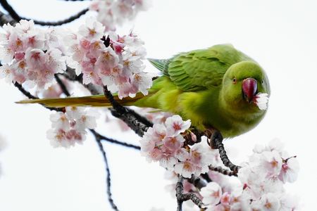 えっ！桜って、食べる物じゃないの？