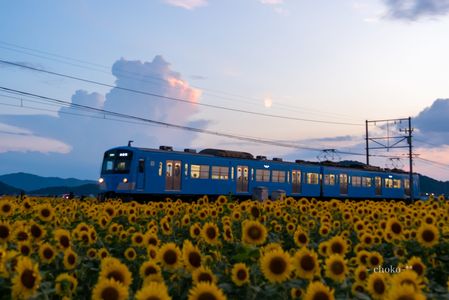 鉄道と向日葵