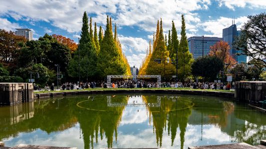 外苑いちょう並木