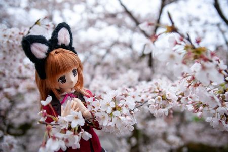 猫耳制服陽菜ちゃんとソメイヨシノ(蹴上インクライン)