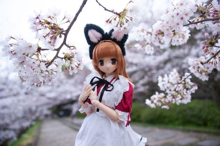 猫耳陽菜ちゃんと蹴上桜の世界