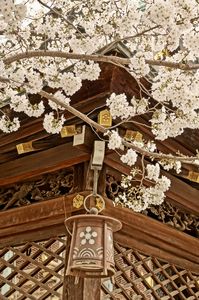 大阪天満宮の桜
