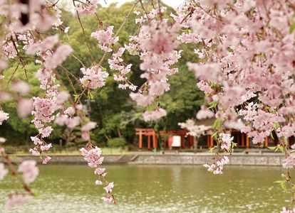 橿原神宮の枝垂れ桜