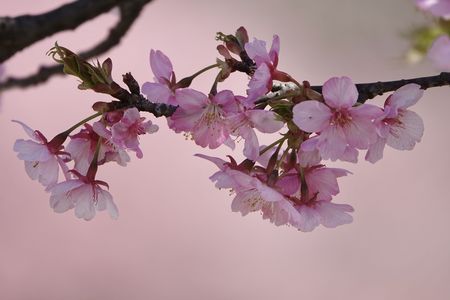 桜は桜色