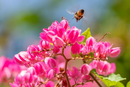 アサヒカズラ＠那覇市