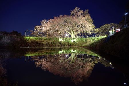 浅井の一本桜