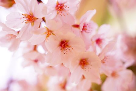 河川敷の桜