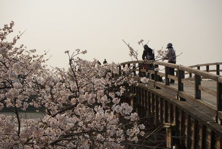 錦帯橋