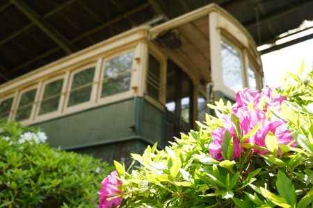 花と日本最古の電車II
