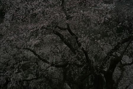 シックな枝垂れ桜