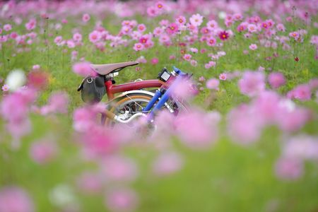 コスモスまみれ