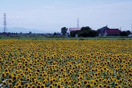 ひまわりとイネと電車