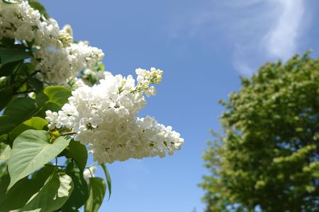 ライラック祭りをひかえて