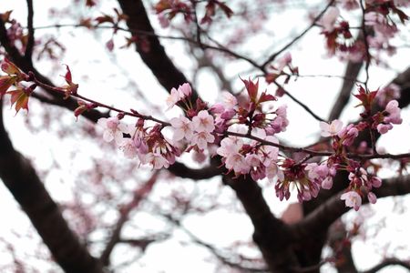 大通公園の桜が咲きました