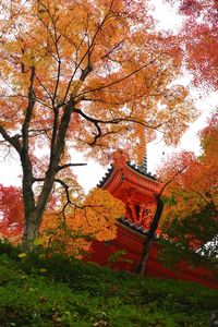 紅葉２０２５－５