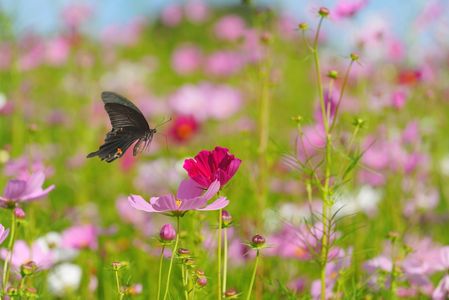 コスモス　2025-01