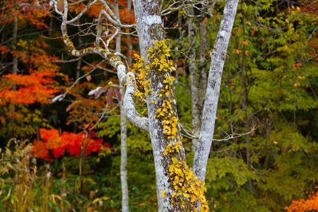 ツタにも秋の訪れ