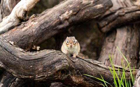 初のポートレート