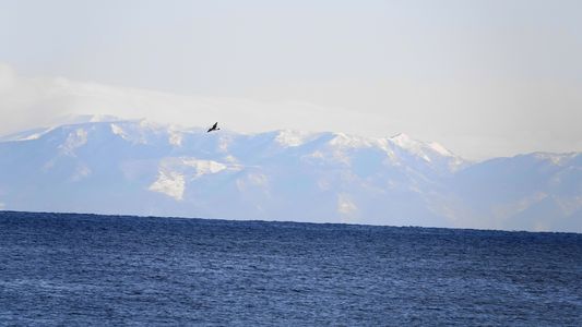 山と海と海鳥