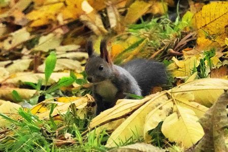 可愛いエゾリス