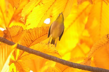 秋色のメジロ