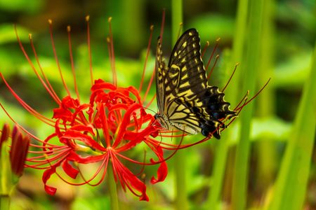 彼岸花と蝶