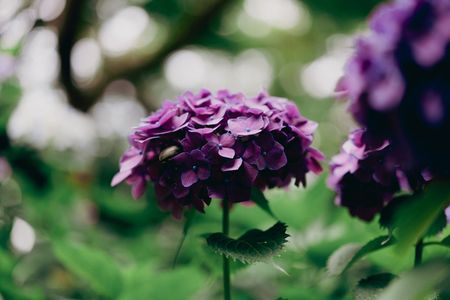 むらさき紫陽花