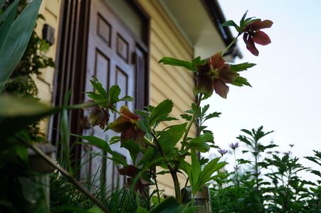 庭、旅、散歩等時の顔「花」