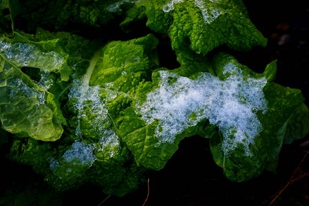 初雪と菜っ葉