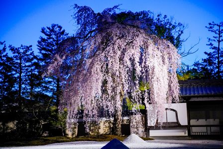 しだれ桜