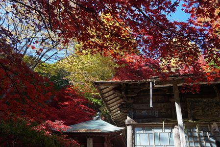 大山寺の紅葉