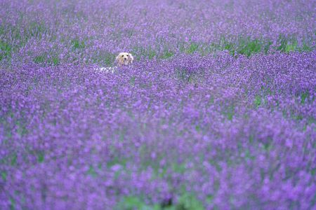 ﾗﾍﾞﾝﾀﾞｰに埋もれました
