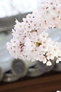 大山寺の桜