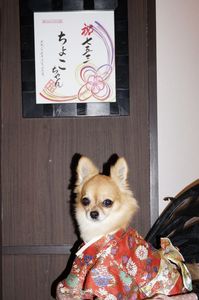 ちょこの七五三