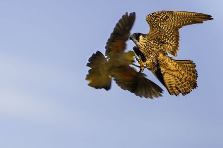 朝日を浴びて、アオバトを狩る！