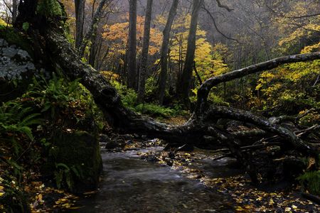 奥入瀬渓流