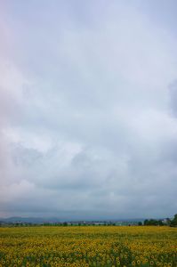 ひまわりの丘にて