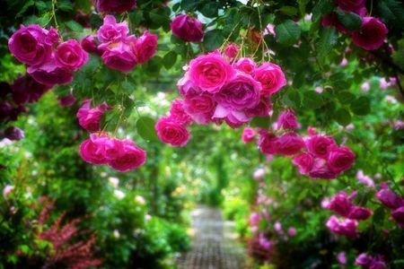 雨に滲むピンクのバラ