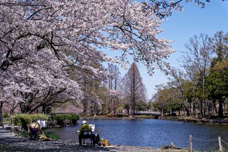 桜散歩　春の公園