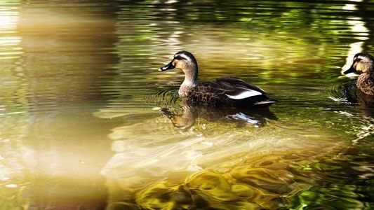 木漏れ日の池を進む