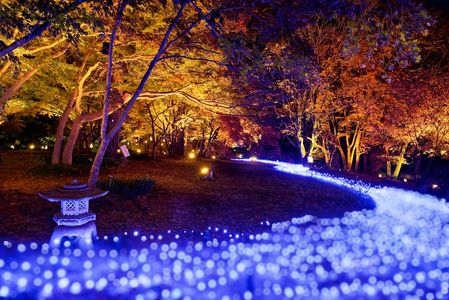 地上のミルキーウエイ紅葉とコラボ